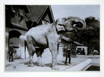 Elefanten Jumbo i London Zoo, 1870